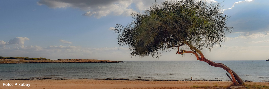 Schräger Baum am Strand vor dem Meer